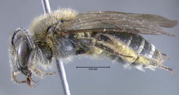 Media type: image;   Entomology 609511 Aspect: habitus lateral view